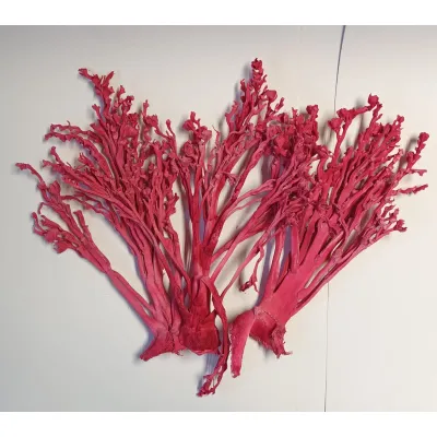 Palm coral rosa (pz.5)