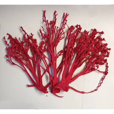 Palm coral rosso (pz.5)