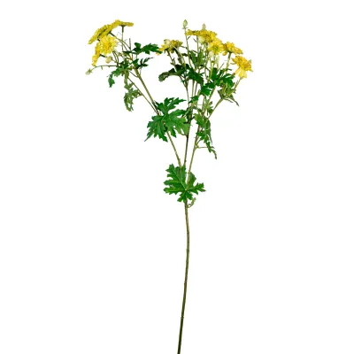 Cineraria ramo cm.80 giallo