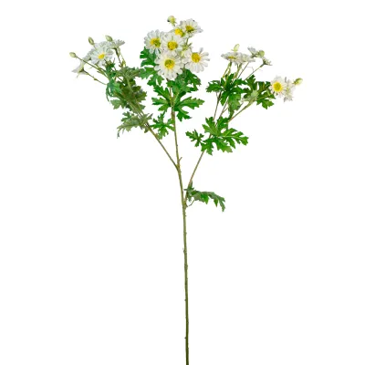 Cineraria ramo cm.80 bianco