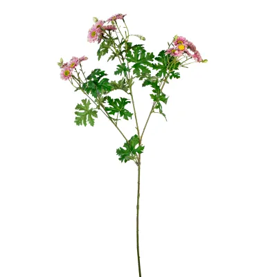 Cineraria ramo cm.80 rosa