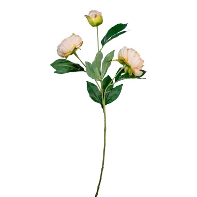 Peonia ramo cm. 72 pesca
