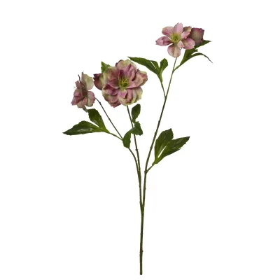 Helleborus cm.62 verde