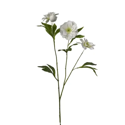 Helleborus cm.62 bianco