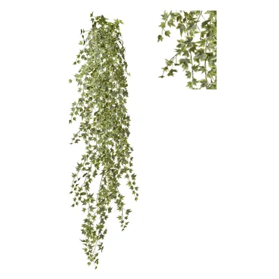 Edera cadente cm.145 variegata