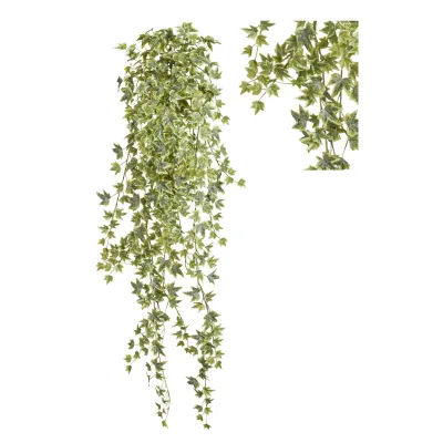 Edera cadente cm.100 variegata