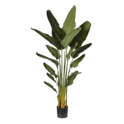 Strelizia pianta h.180 verde