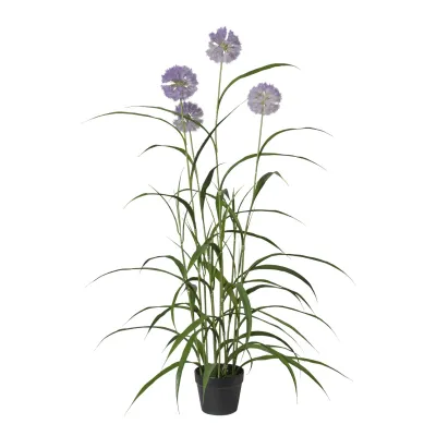 Agapanto h.117 purple