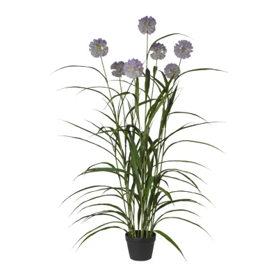 Agapanto h.152 purple