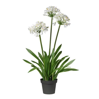 Agapanto h.100 bianco