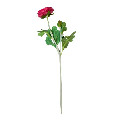 Ranuncolo cm.50 fucsia