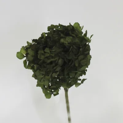 Ortensia preservata oliva