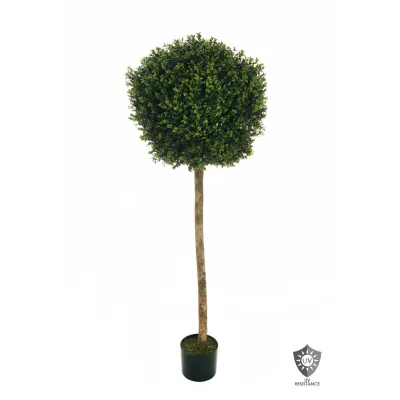 Cv-boxwood plant h.150 verde