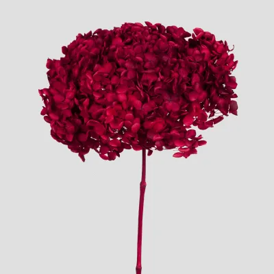 Ortensia annabel cm.70 rosso
