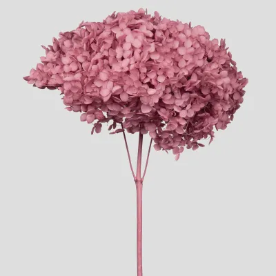 Ortensia annabel cm.70 mauve