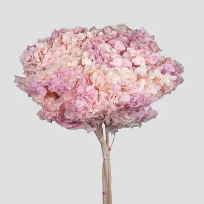 Ortensia annabel cm.70 rosa-crema