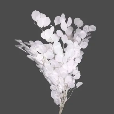 Eucaliptus populus bianco (gr.150)