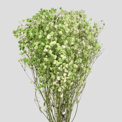 Gypsophila pres.verde (gr.120)