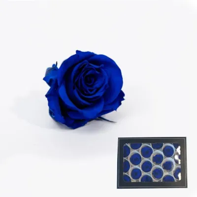 Rosa pres. d.03 blu scuro (pz.18)