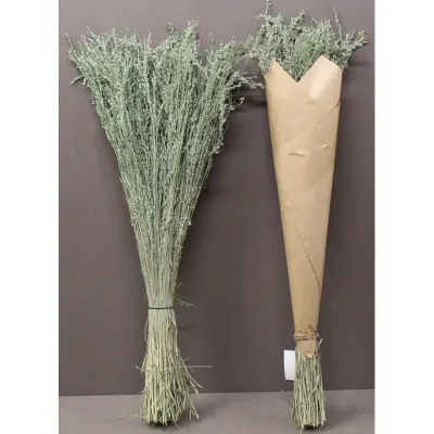 Star grass gr.100 verde salvia