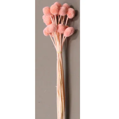 Craspedia cm.58 rosa carico(pz.20)