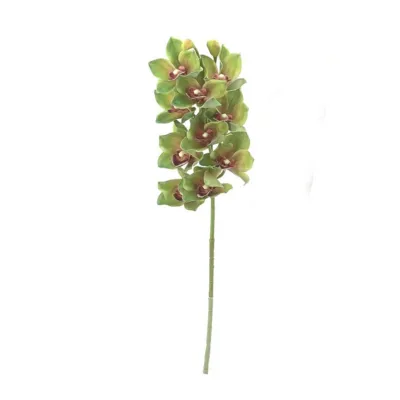 Cymbidium cm.74 verde
