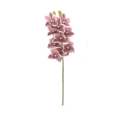 Cymbidium cm.74 beauty