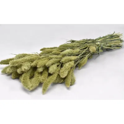 Setaria olanda naturale (gr.250)