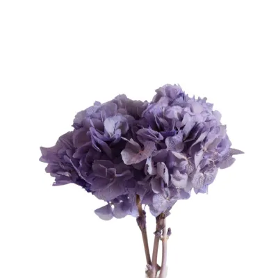 Ortensia preservata lavanda