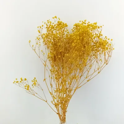 Gypsophila  paniculata pres. (gr.100) giallo