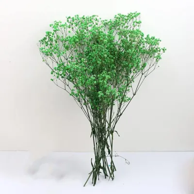 Gypsophila  paniculata pres. (gr.100) verde menta