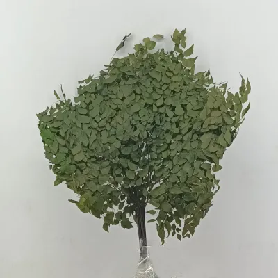 Adianthum foglie verde (pz.10)