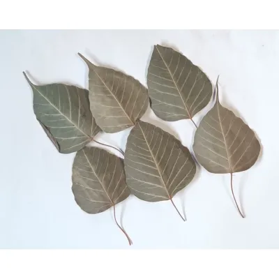 Foglia moneta naturale pz.100