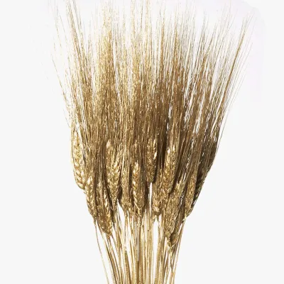 Frumento con baffo oro (pz.50)