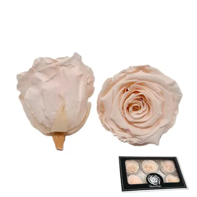 Rosa pres. xl d.06 h.5,5 champagne (pz.6)