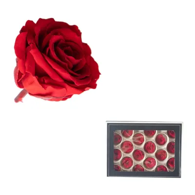 Rosa pres. d.03 rosso (pz.18)