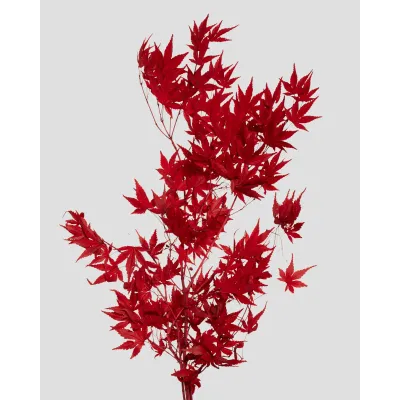 Acero giapponese rosso (gr.30)