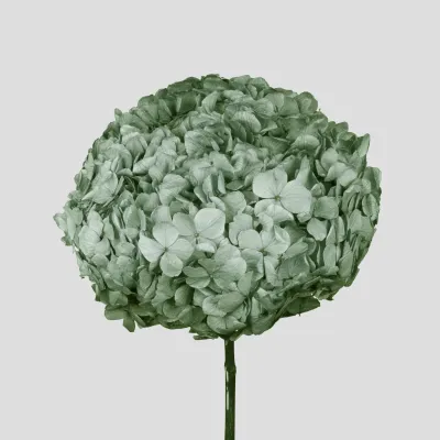 Ortensia big leaf cm.50 salvia
