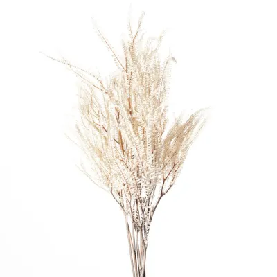 Samambaia bianco (gr. 200)