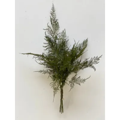 Samambaia verde (gr. 200)