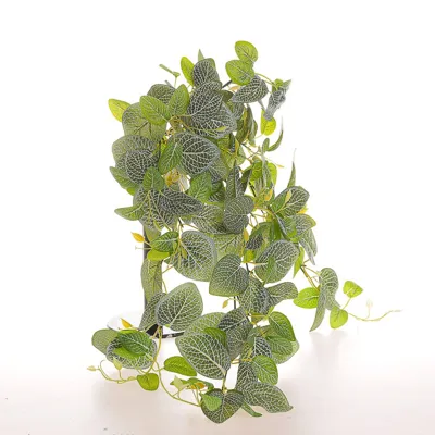 Fittonia cadente verde-bianco