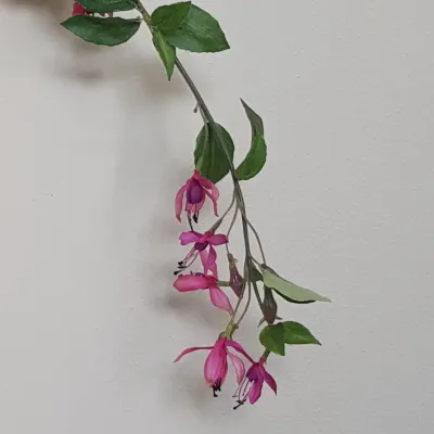Fucsia ramo cm.103 ciliegia