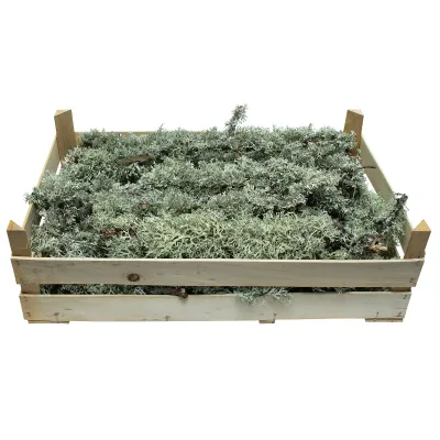 Rami di quercia con muschio h.10-30cm