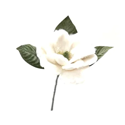 Magnolia pelosa cm.38 bianca