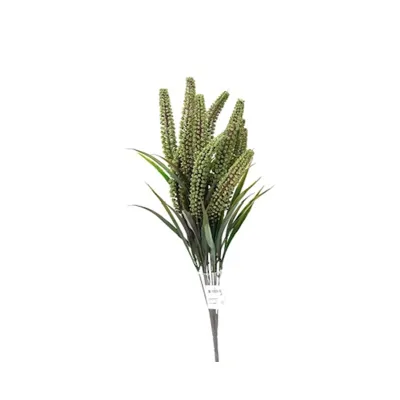 Veronica bushx11 cm.64 verde