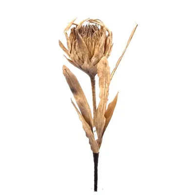 Protea foam cm.100 crema