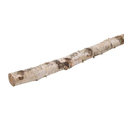 Betulla tronco cm.200