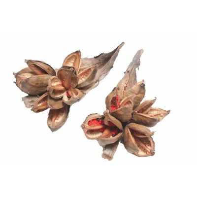 Sororoca naturale cm.35x25