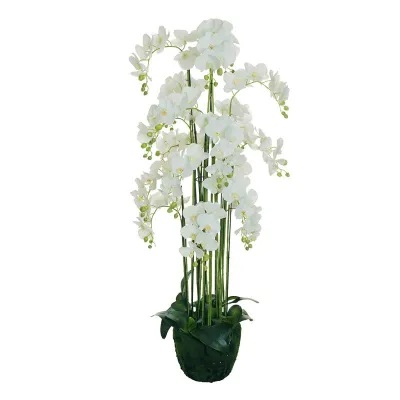 B orchidee in vaso