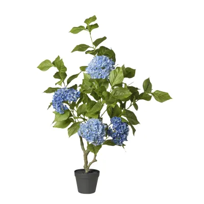 B ortensie in vaso